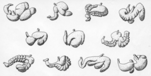 Herbivore Stomachs
