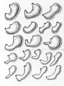 Human Stomachs