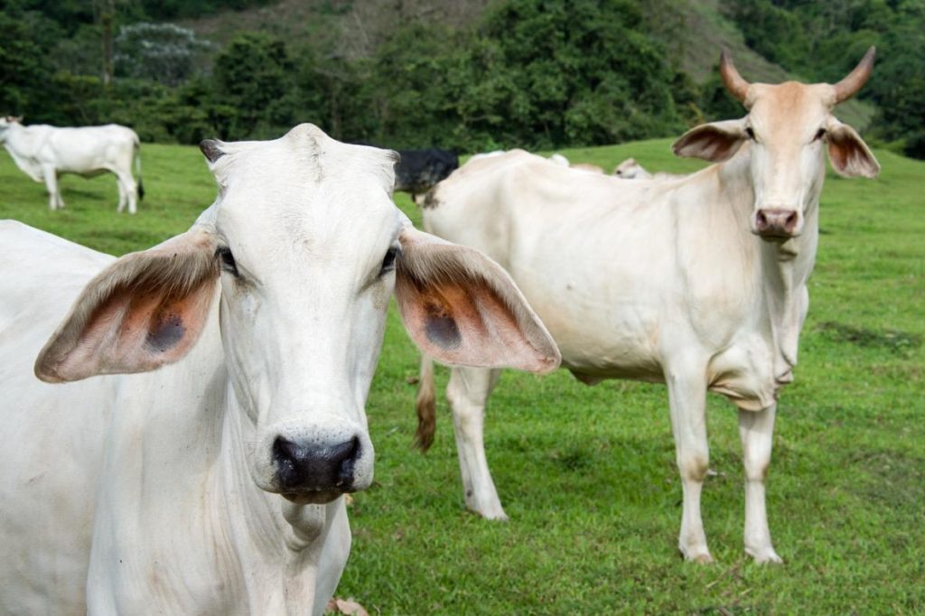 Cattle in Costa Rica