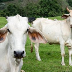 Cattle in Costa Rica