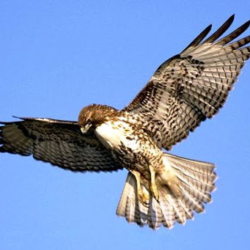 Red Shouldered Hawk