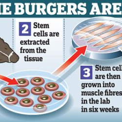 How lab meat is "grown"
