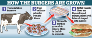 How lab meat is "grown"